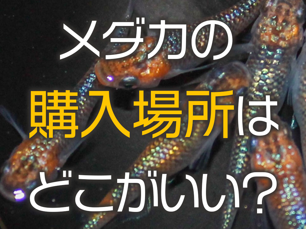 メダカを買う場所はどこがいい？おすすめ購入場所と持ち帰り方法！のサムネイル画像