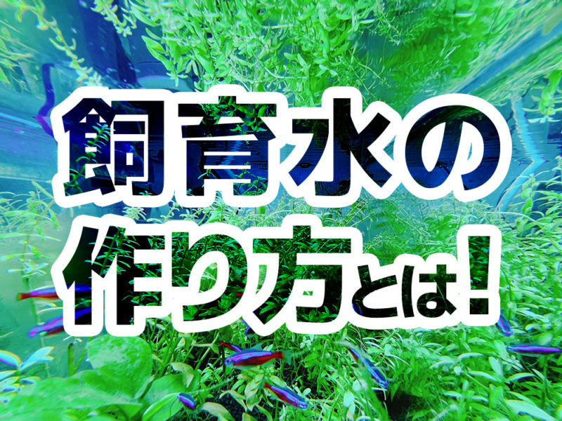 飼育水の作り方とは！の文字と水草水槽の見出し画像
