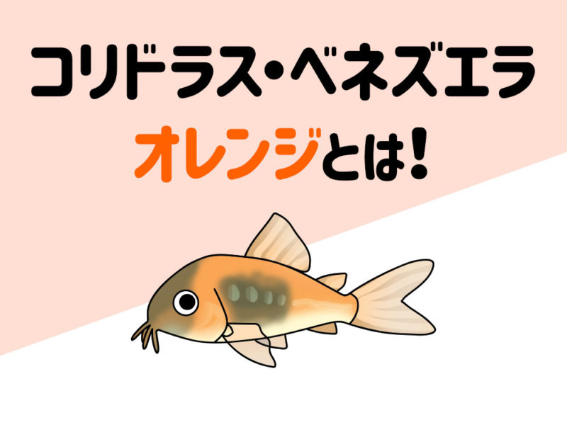 コリドラス・ベネズエラオレンジとは！の文字と魚のイラスト