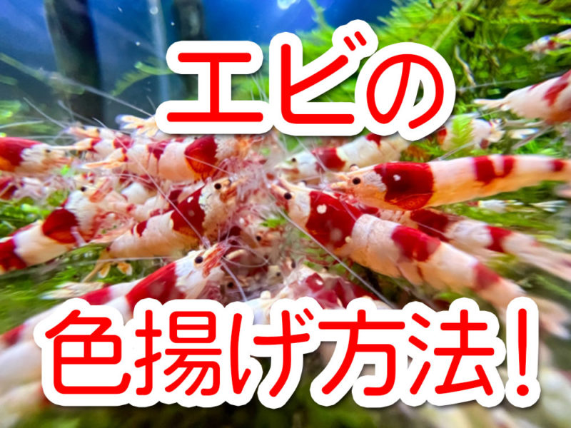 エビの色揚げ方法の文字と紅白のシュリンプの見出し画像