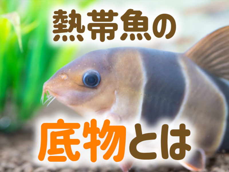熱帯魚の底物とはの文字とクラウンローチの見出し画像