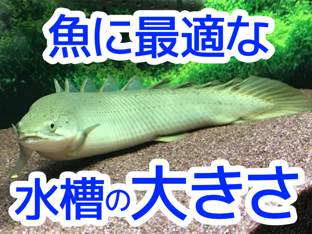 魚に最適な水槽の大きさとは!魚種別に最適なサイズ例と理由をご紹介のサムネイル画像