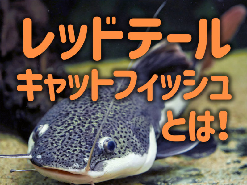 レッドテールキャットフィッシュとは！の文字入り見出し画像