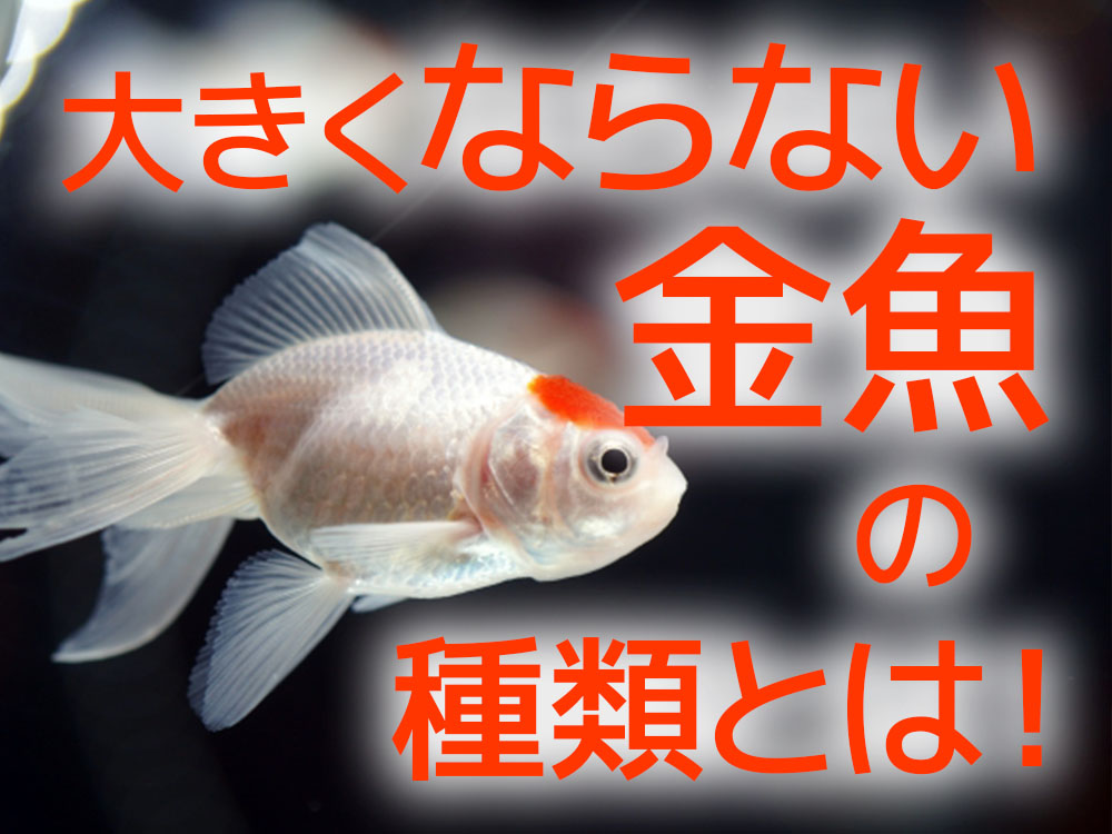 大きくならない金魚の品種5選！大きく育てないポイントも解説しますのサムネイル画像