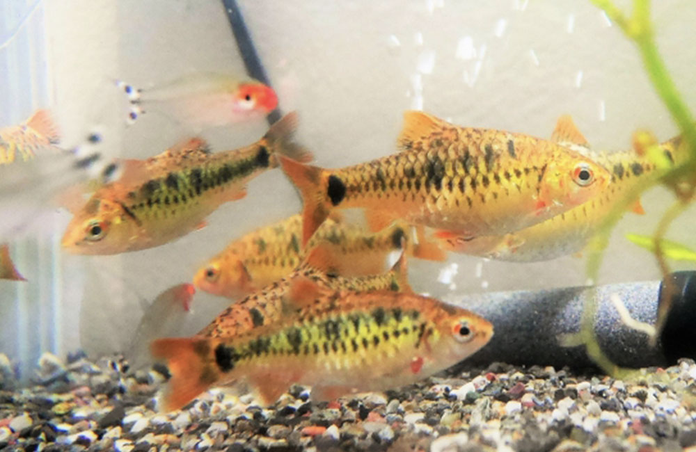 砂利を敷いた水槽内を泳ぐ小型熱帯魚の群れ