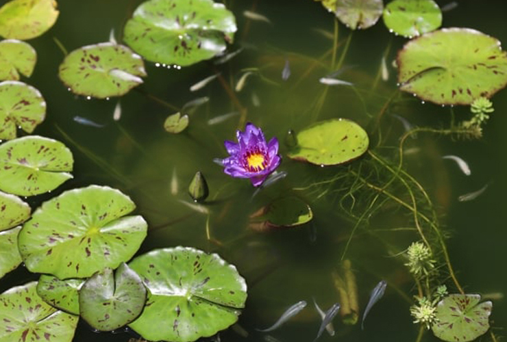 睡蓮の紫色の花と浮き草の合間を泳ぐメダカの群れ