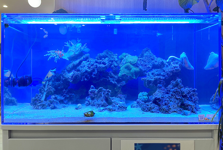 青い照明に照らされた海水魚水槽とライブロックのレイアウト