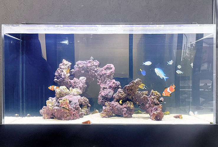 カクレクマノミやスズメダイが泳ぐ海水魚水槽の全景