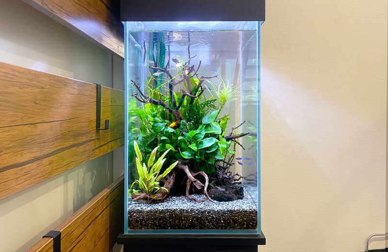 ハイタイプ水槽を月1で定期メンテナンス!個人宅の淡水魚水槽 水槽画像2