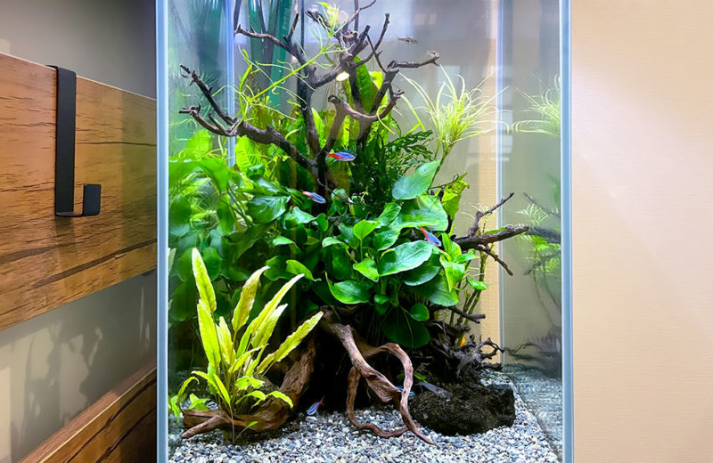 ハイタイプ水槽を月1で定期メンテナンス!個人宅の淡水魚水槽 水槽画像3