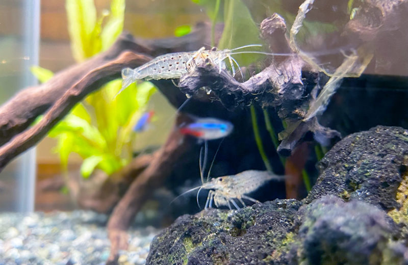 ハイタイプ水槽を月1で定期メンテナンス!個人宅の淡水魚水槽 水槽画像4