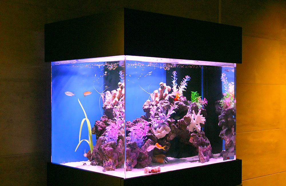 企業様に水槽をレンタル！海水魚が泳ぐ涼しげな水槽のサムネイル画像