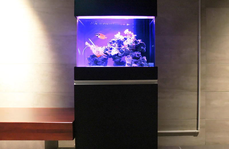 企業様に水槽をレンタル!海水魚が泳ぐ涼しげな水槽 水槽画像5