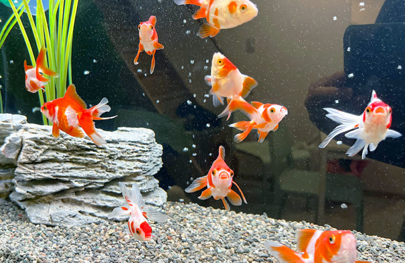 金魚水槽