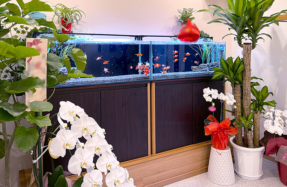 観葉植物と胡蝶蘭に囲まれた金魚が泳ぐ大型水槽