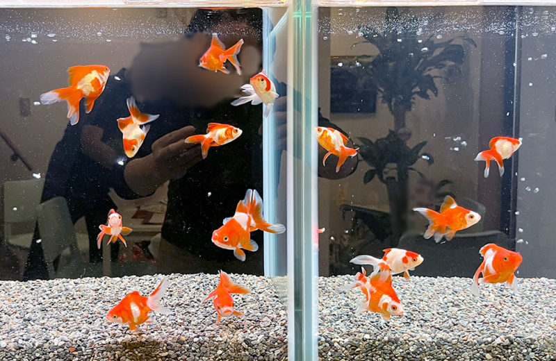 金魚をテーマにしたカフェにレンタル！琉金の90cm水槽2台！ 水槽画像４
