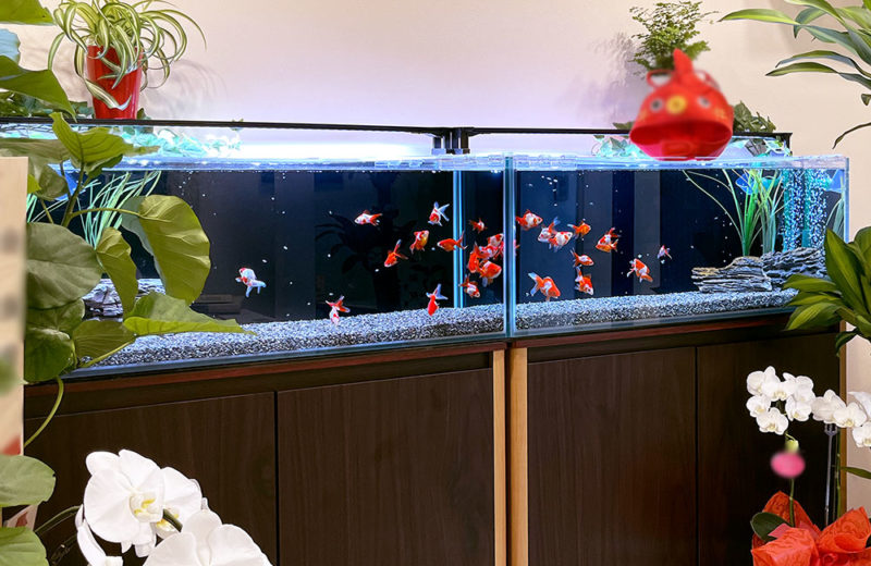 金魚水槽