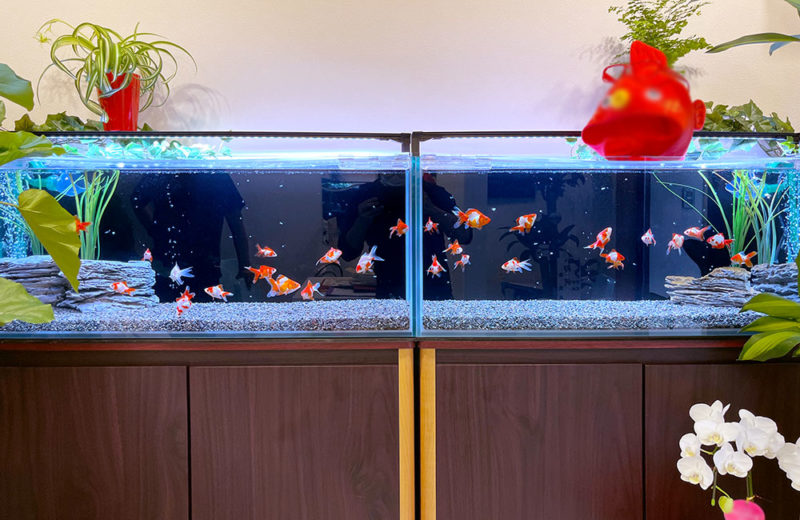 金魚をテーマにしたカフェにレンタル！琉金の90cm水槽2台！ 水槽画像５