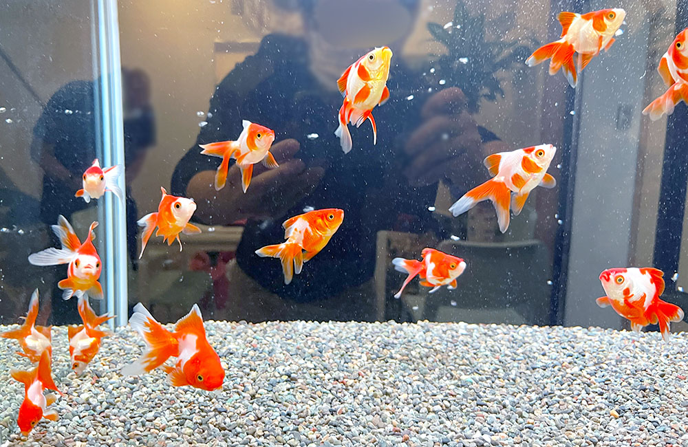 砂利を敷いた水槽内を泳ぐ赤と白の金魚の群れ