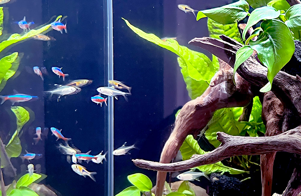 流木と水草の間に群れるネオンテトラの仲間と小型熱帯魚