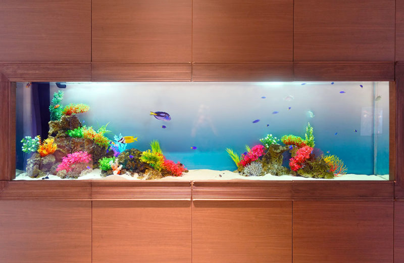結婚式場の3ｍ水槽2台！美しい海水魚水槽が空間を演出します 水槽画像２