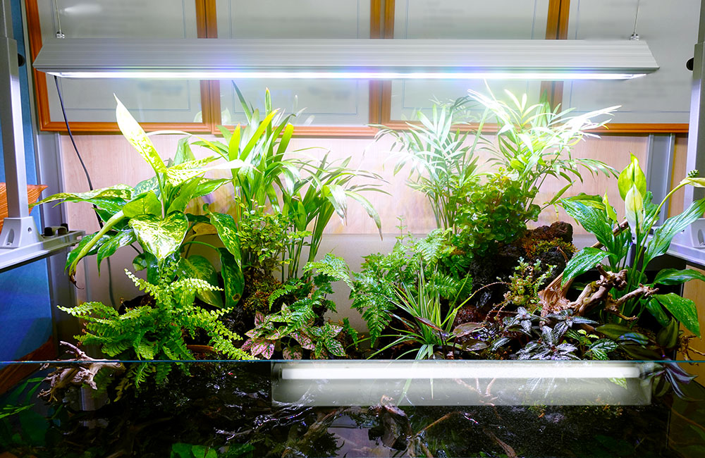 照明に照らされた水草や観葉植物が茂るアクアテラリウム