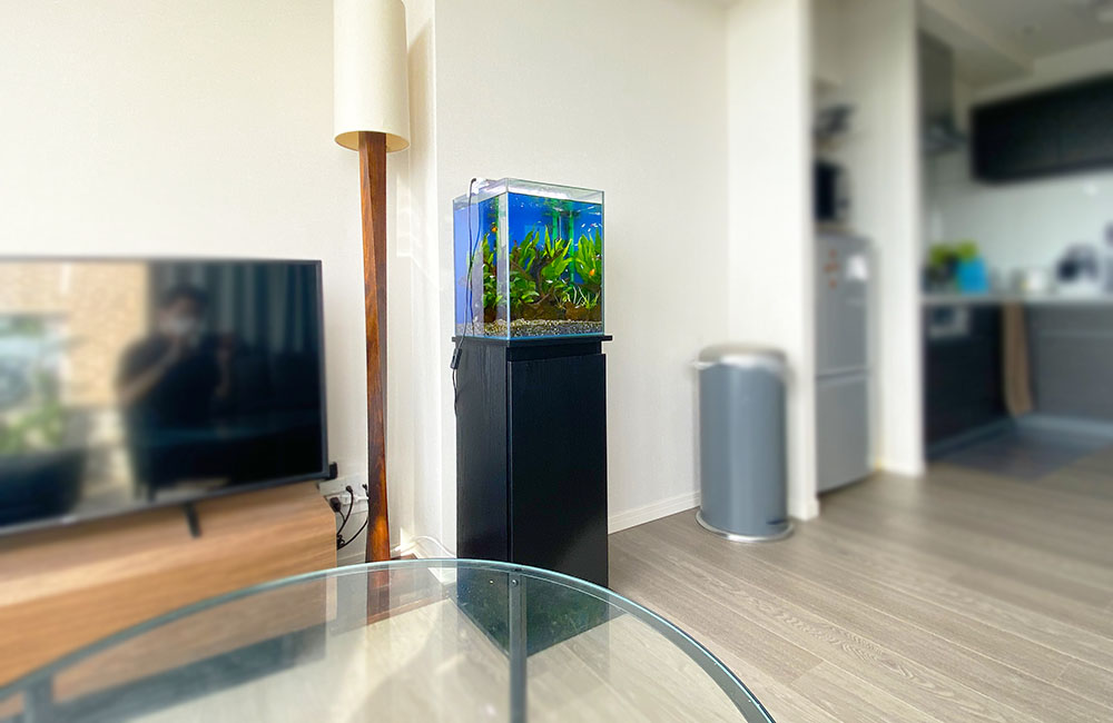リビングのテレビ横に設置された水草水槽と黒い水槽台