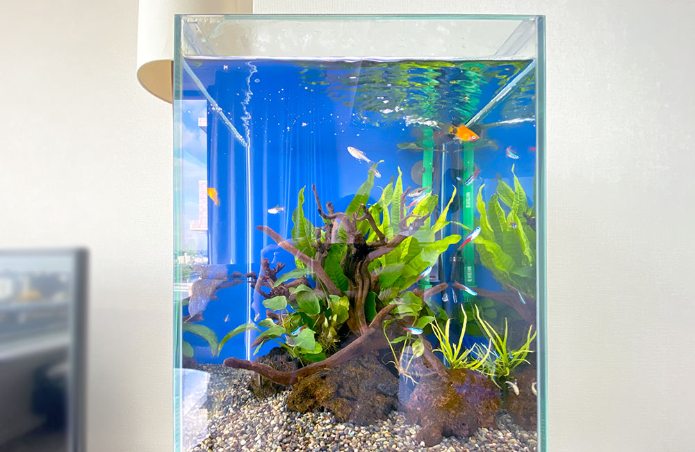 青い背景の水槽を泳ぐネオンテトラの仲間と水草のレイアウト