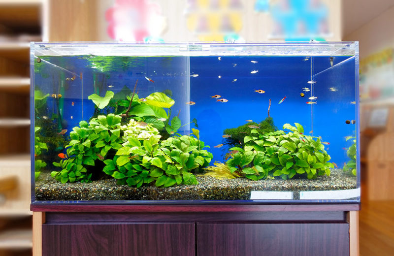 保育園の下駄箱を楽しくする!90cmの淡水アクアリウム 水槽画像2