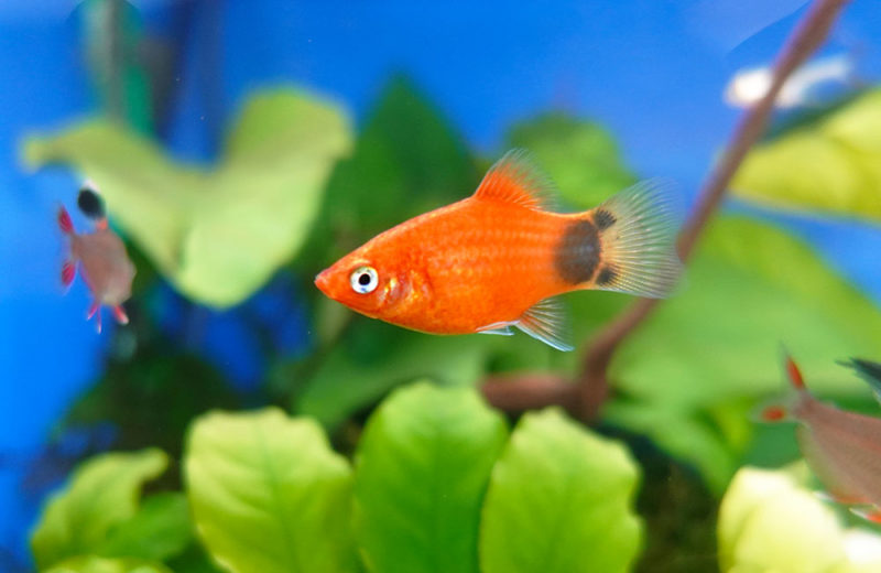 水草を背景に泳ぐオレンジ色の熱帯魚と小型カラシン類