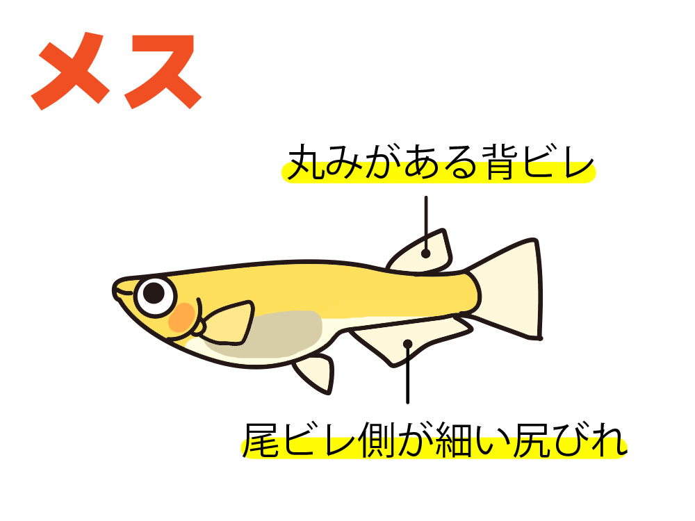 メダカのメスの特徴を示す背ビレと尻びれの解説イラスト