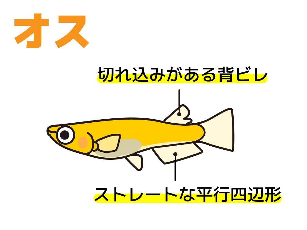 メダカのオスの特徴を示す背ビレと尻ビレのイラスト図解