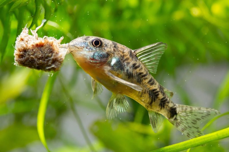 水草を背景に餌を食べるコリドラスの仲間