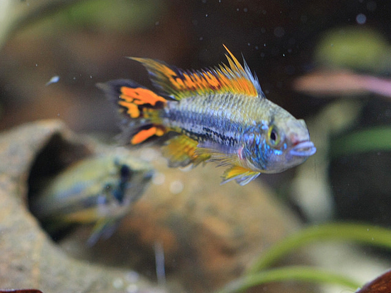 オレンジ色のヒレを持つ熱帯魚と水槽内の隠れ家