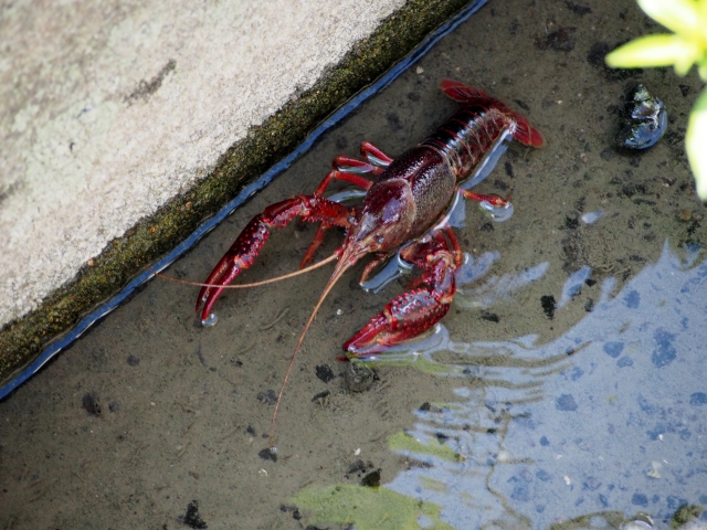 コンクリート壁沿いの浅い水場にいる赤いザリガニ