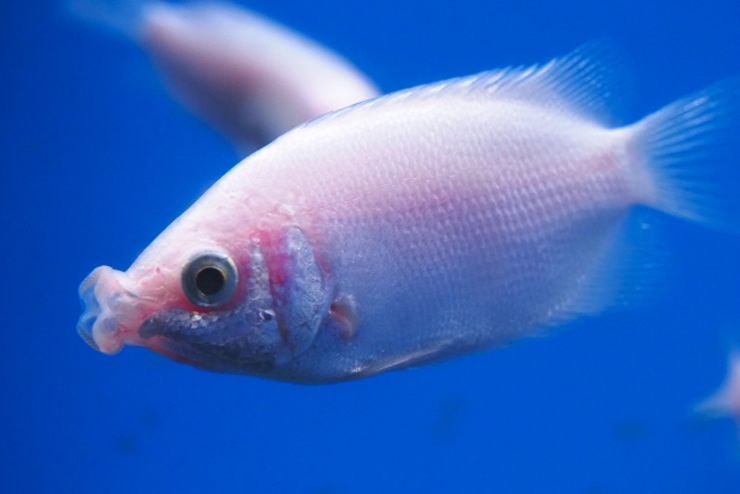 青い背景を泳ぐ口を突き出したピンク色の熱帯魚