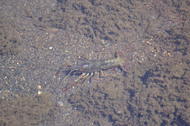 泥の溜まった水底を歩く一匹のアメリカザリガニ