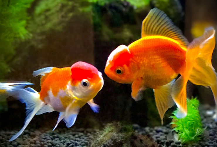 水槽内を泳ぐ2匹の金魚と底砂に植えられた水草