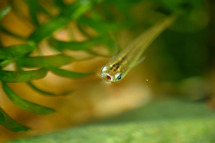 水草の側で口を開けて泳ぐメダカの正面写真