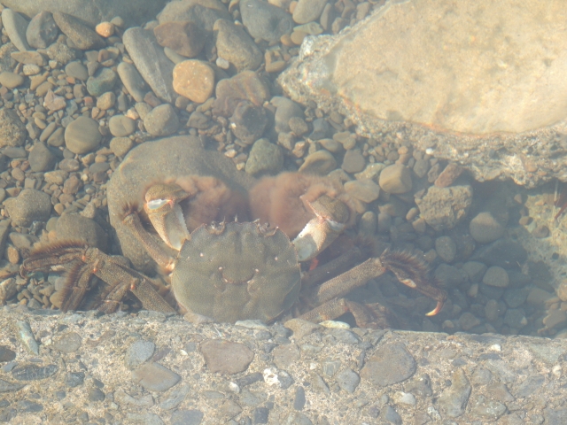 川底の石の間に潜むハサミに毛が生えたカニの仲間