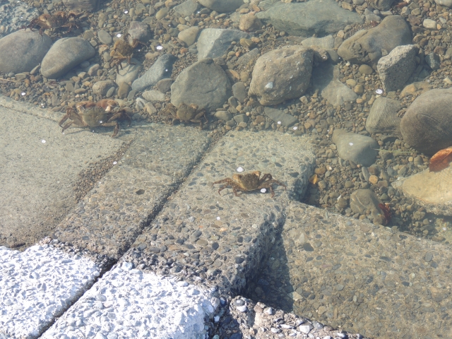 浅い水辺の石やコンクリートの上を歩く複数のカニ