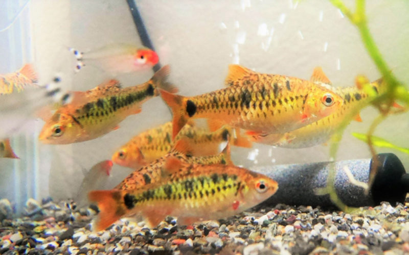 水槽内を泳ぐ黄色いコイ科の熱帯魚と底砂の風景