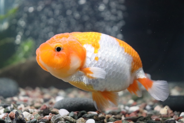 砂利の上を泳ぐオレンジと白の更紗模様の金魚