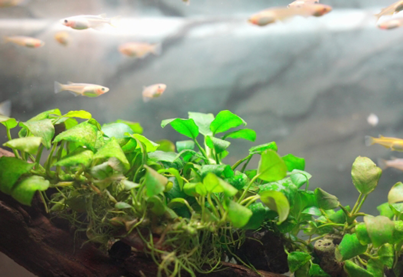 アヌビアス類の水草と泳ぐメダカの群れ