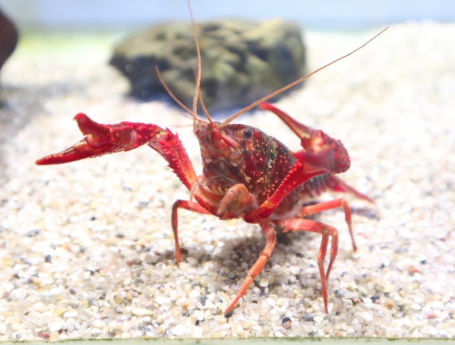 砂利の上でハサミを振り上げる赤いザリガニ