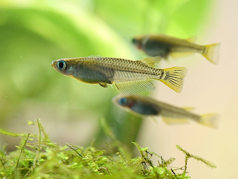 水草の上を泳ぐメダカと背景にぼけた数匹のメダカ