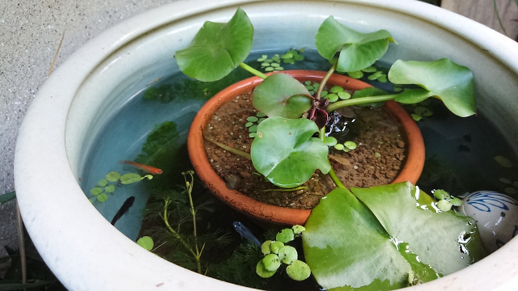 睡蓮鉢で泳ぐメダカと水草を植えた素焼き鉢のビオトープ