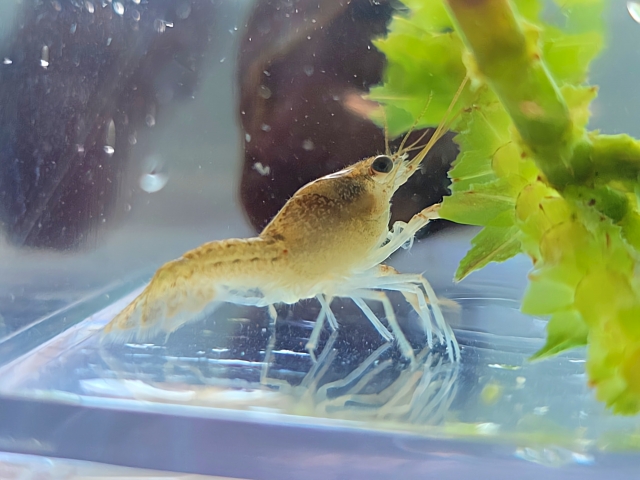 水草のそばにいる淡水産の小型ザリガニの仲間