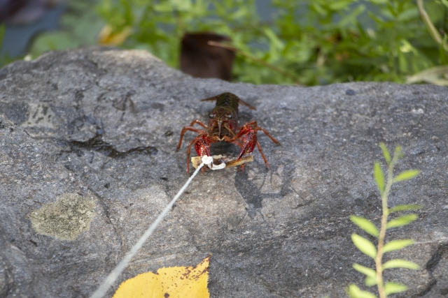 岩の上で糸に付いた餌をハサミで掴むザリガニ