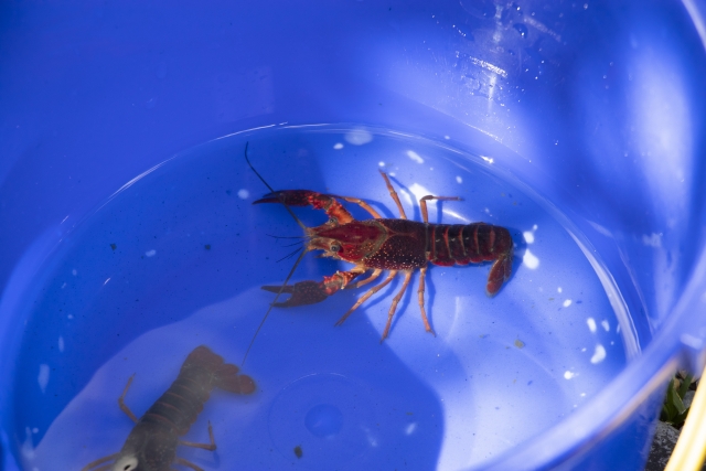 青いバケツの底に入った赤いザリガニと水面の反射